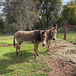 Photo of Ethel & Fred - Bonded Pair