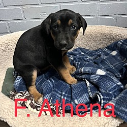 Thumbnail photo of Athena #3