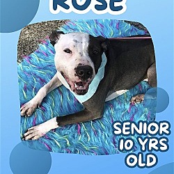 Photo of LOVELY ROSE - DOG/KID FRIENDLY! LOVES ALL PEOPLE!