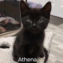 Photo of Athena M.