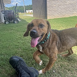 bonded pet photo