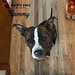 Thumbnail photo of Sammy (Courtesy Post) #3