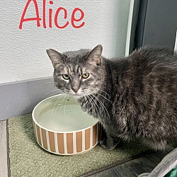 Photo of Alice