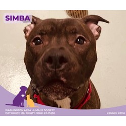 Thumbnail photo of Simba #2