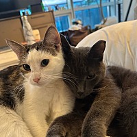 adopt a pet