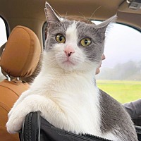 adopt a pet