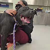 adopt a pet