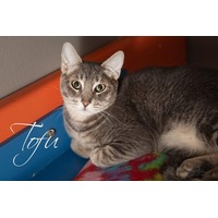 adopt-pet