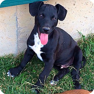 Littleton, CO - Catahoula Leopard Dog. Meet SKIP a Pet for Adoption.