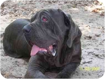 Houston Tx Neapolitan Mastiff Meet Nero A Pet For Adoption
