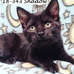 Photo of Shadow (Kitten)