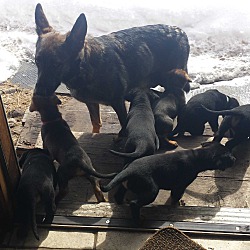Photo of Skye's Puppies