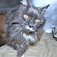 Photo of Pierre - Cat of the Week!