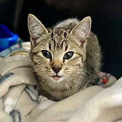 Photo of Frito - In Foster
