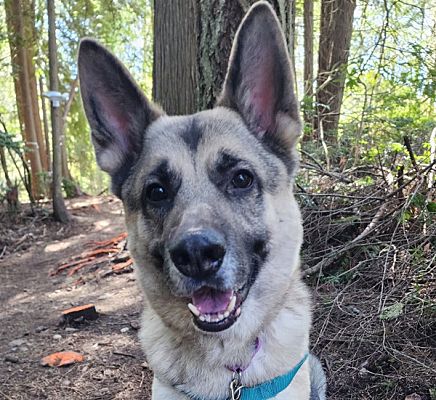 Silverdale, WA - German Shepherd Dog. Meet Auto a Pet for Adoption ...