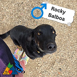 Photo of Rocky Balboa