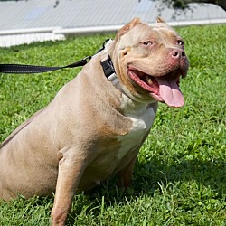 Thumbnail photo of Xena-$50 Adoption Fee! #2