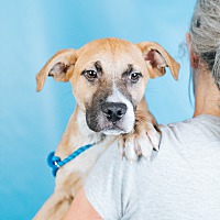 adopt a pet
