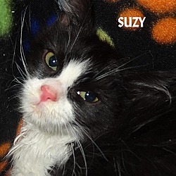 Thumbnail photo of SUZY--LONG HAIRED FUZZBALL! #1