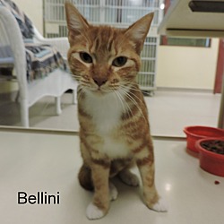 Thumbnail photo of Bellini #2