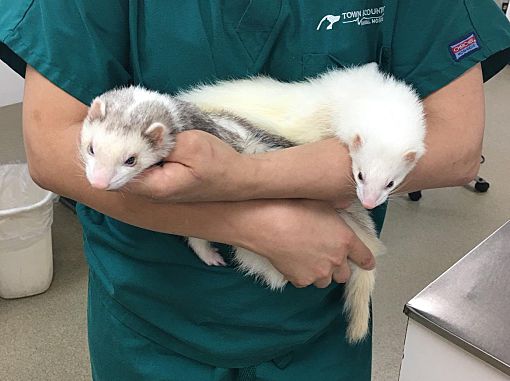 Ferret sanctuary 2024 near me