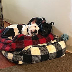 Photo of Petey and Midnight