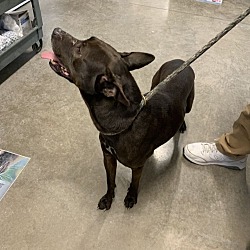 Happy Tails Humane Society in Rock Falls, Illinois