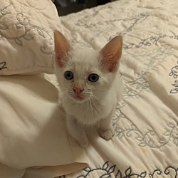 Photo of Kitten