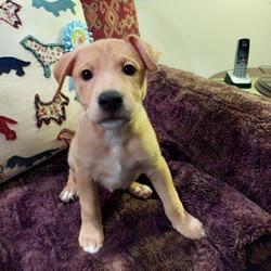 Almost Home Foundation In Elk Grove Village Illinois