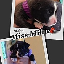 Thumbnail photo of Miss Millie #4