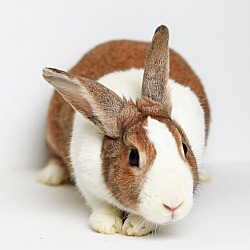 Thumbnail photo of Lady Cream Puff #4