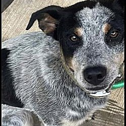 Photo of Smokey