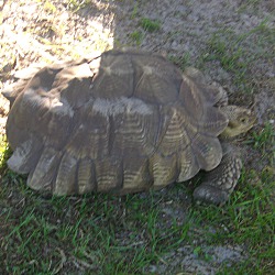 Thumbnail photo of Sulcata Tortoises-5 #1
