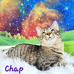 Thumbnail photo of Chap #1
