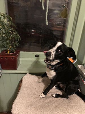 Reamstown, PA - English Springer Spaniel/Corgi. Meet Pickles a Pet for