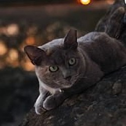 Photo of Evee (foster cat)