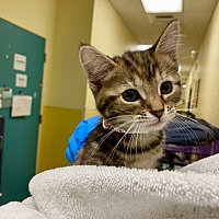 adopt a pet