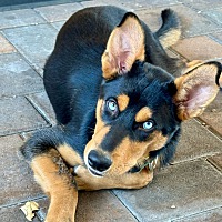adopt a pet