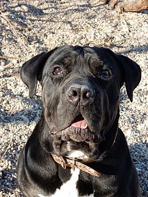 New York Ny Cane Corso Meet Bob A Pet For Adoption