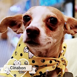Thumbnail photo of Cinnabon #1
