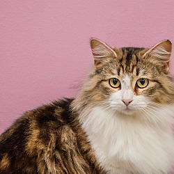 Photo of Female Brown Tabby/White