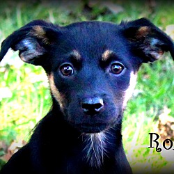 Thumbnail photo of Roxy ~ meet me! #2