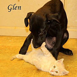 Thumbnail photo of Glen~adopted! #1