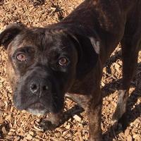 Cane Corso Puppies For Sale In New Mexico Adoptapetcom