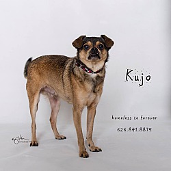 Thumbnail photo of Kujo #1