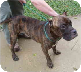New York Ny Cane Corso Meet Goofy Md A Pet For Adoption