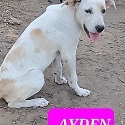 Photo of AYDEN