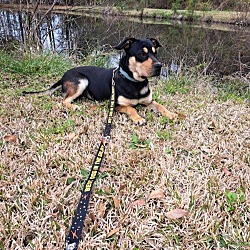 Photo of Roscoe