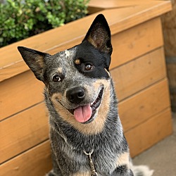 Photo of Tuco