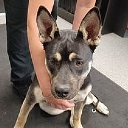 Photo of SASHA 2